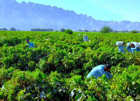 Farmers working among crops in Afghanistan